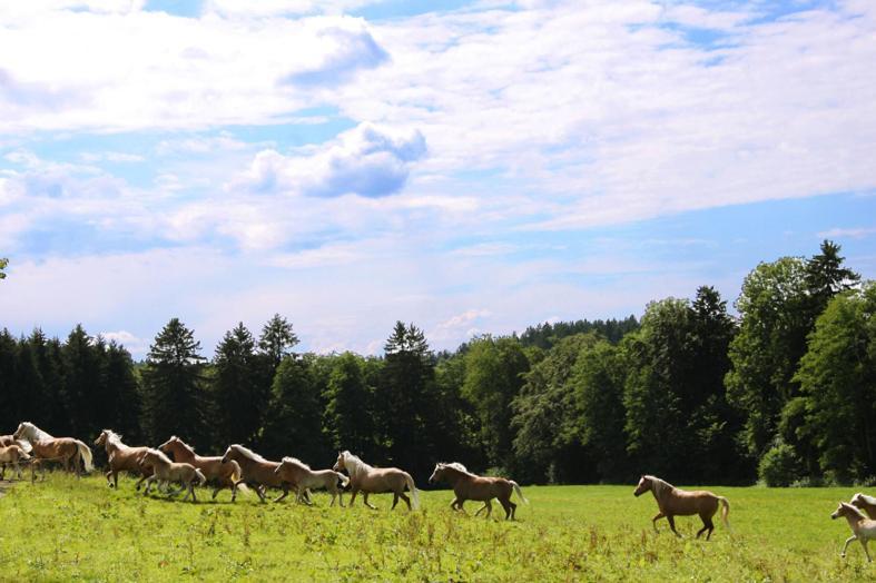 Landhotel Moarwirt Hechenberg Luaran gambar